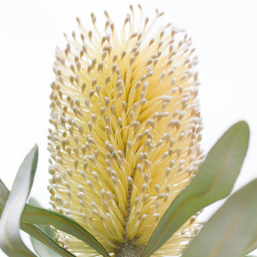 Coastal Banksia flower photography detail view