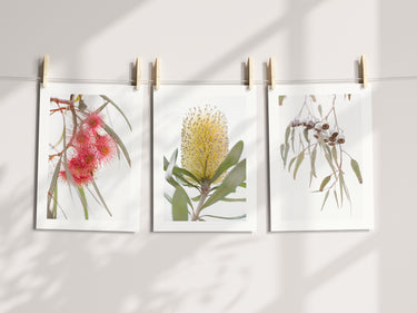 Print set: Coral Gum, Banksia and Gum nuts set of 3
