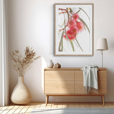 Framed: Eucalyptus torquata (Coral gum) 2