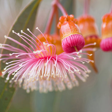 Coral gum photography print closeup view