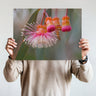Coral gum photography print by Australian Flora