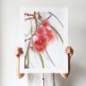 Eucalyptus flowers premium photography print by Australian Flora