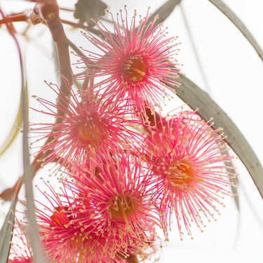 Eucalyptus flowers botanical photography closeup view