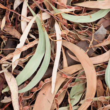 Dried Wattle leaves photography detail view