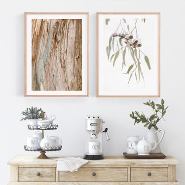 Print set: Eucalyptus bark and gum nuts