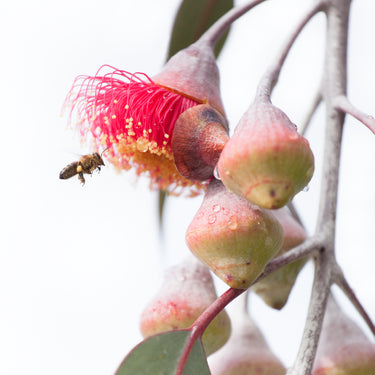 Red eucalyptus blossom and bee photography closeup