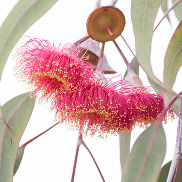Red eucalyptus blossoms floral photography closeup view, by Australian Flora