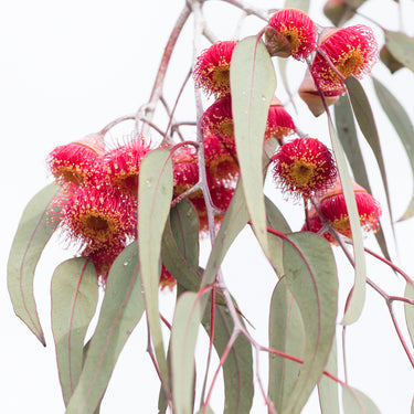 Eucalyptus blossoms botanical photography closeup view