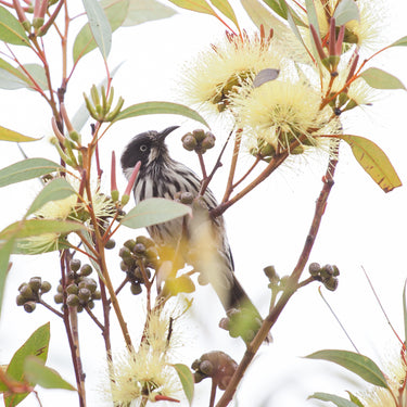Eucalyptus and honeyeater photography print detail view