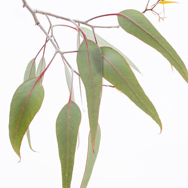 Canvas: Eucalyptus caesia leaf study