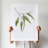 Eucalyptus leaves botanical photography print by Australian Flora