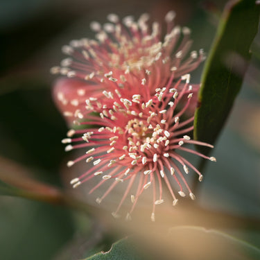 Eucalyptus nutans photography print detail view
