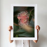 Eucalyptus nutans photography print by Australian Flora