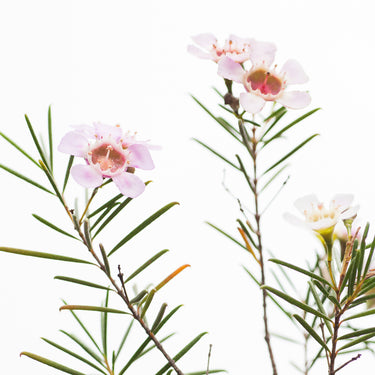 Geraldton Wax flowers botanical photography print detail view