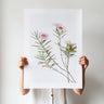 Geraldton Wax flowers botanical photography print by Australian Flora
