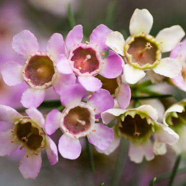Geraldton Wax wildflowers photography detail view