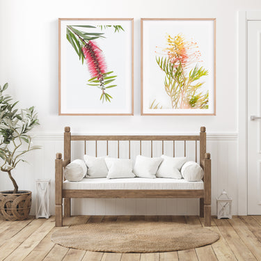 Print set: Grevillea and Bottlebrush flowers