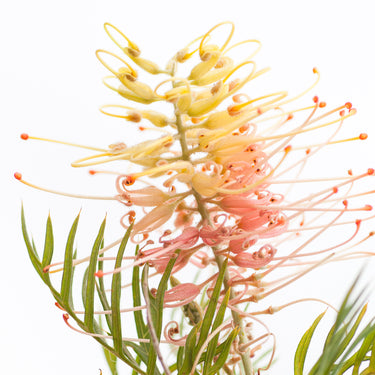 Grevillea flower photography print detail view