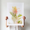 Grevillea flower photography print by Australian Flora