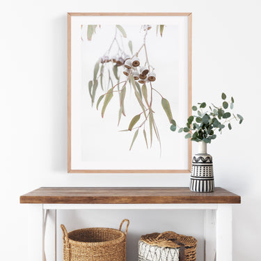 Gum nuts photography print in Australian Coastal interior