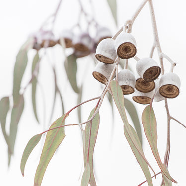 Gum nuts photography print detail view
