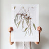 Gum nuts photography print by Australian Flora