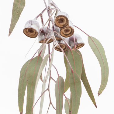 Eucalyptus caesia gum nuts photography print detail view