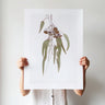 Eucalyptus caesia gum nuts photography print by Australian Flora