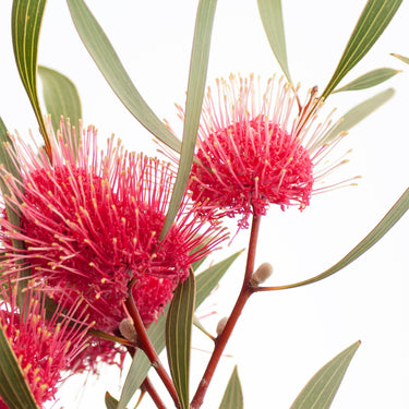 Close-up detail of Hakea laurina botanical photography print by Australian Flora, showing intricate pink pincushion flower heads
