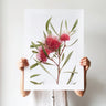 Hakea laurina botanical study photography print by Australian Flora — pink pincushion flowers with grey-green foliage on a white background