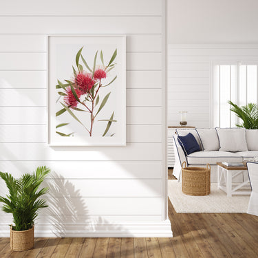 Hakea botanical photography print in a white timber frame displayed in a Hamptons-style living room — Australian native wall art