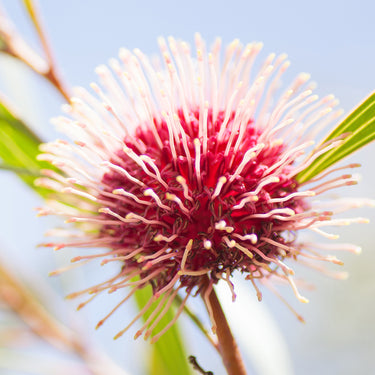 Hakea flower photography print detail view