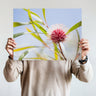 Hakea flower photography print by Australian Flora