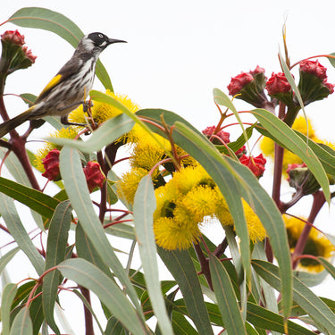 Australian honeyeater photography print detail view