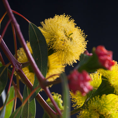 Illyarrie flower photography print detail view