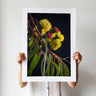 Illyarrie flower photography print by Australian Flora