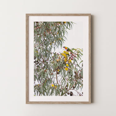 Rainbow lorikeet and Illyarrie framed print – Raw Australian Oak frame with white border | Australian Flora