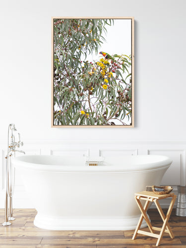 Canvas: Illyarrie and lorikeet