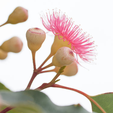 Pink flowering gum 1 photography print detail view