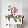 Pink flowering gum 1 photography print by Australian Flora