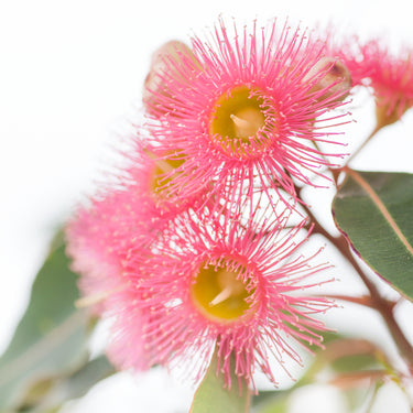 Close-up of pink flowers with green leaves on a white background