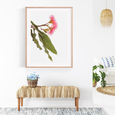 Pink flowering gum botanical photography print in a neutral coastal interior