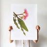Pink flowering gum botanical photography print by Australian Flora