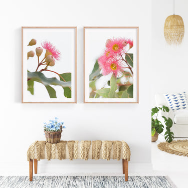 Print set: Pink flowering gum (Corymbia ficifolia)