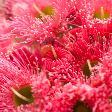 Red flowering gum flowers photography closeup view