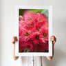 Red flowering gum photography print by Australian Flora