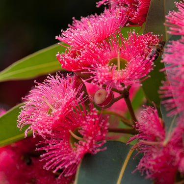 Red flowering gum photography closeup