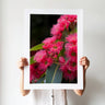 Red flowering gum photography print by Australian Flora