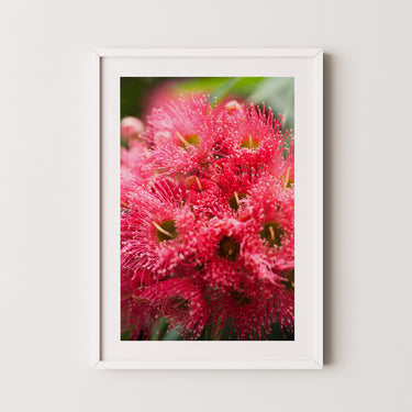Framed: Red flowering gum 2