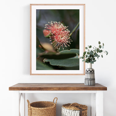 Salmon pink eucalyptus flowers photography print in a timber frame